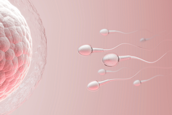 Fertility Evaluation